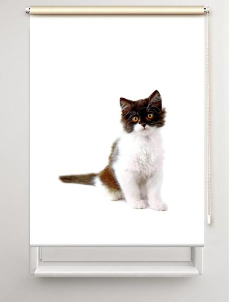 Rollo Felix Katzenbaby , Rollo, Motivrollo, Rollo mit Druck, Fotorollo, bedrucktes Rollo, Fensterrollo,verdunkelndes Rollo, Sonnenschutz Rollo